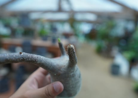 【抜き苗】パキポディウム　グラキリス　 Pachypodium Gracilius  No.10
