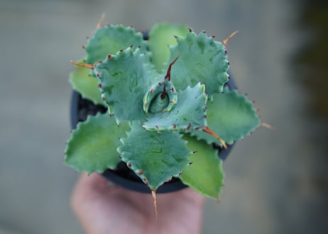 アガベ　イシスメンシス　Agave Isthmensis　No.2