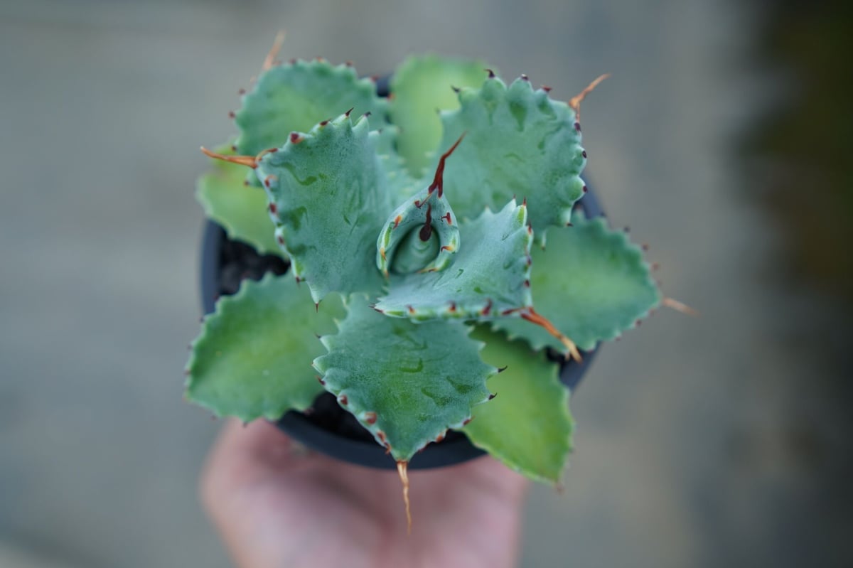 アガベ イシスメンシス Agave Isthmensis No.2 | mana's farm