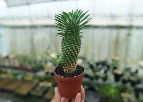 ユーフォルビア　ソテツキリン "パイナップルコーン"　Euphorbia sotetsukirin  No.6
