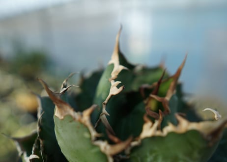 アガベ　チタノタ　白鯨　Agave titanota White whale　No.2