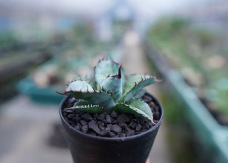 アガベ　チタノタ　 ブラックアンドブルー 　Agave titanota black and blue　No.5