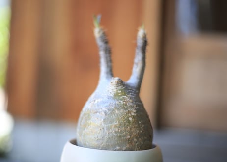グラキリス　Pachypodium Gracilius