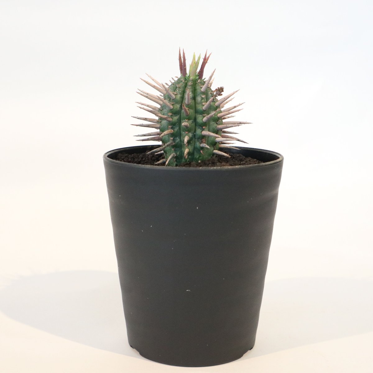 ユーフォルビア インコンスタチア | mana's farm:塊根植物・アガベ