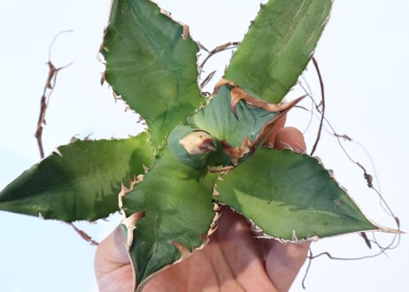Agave titanota 'FO-76 teeth on back of leaf clone