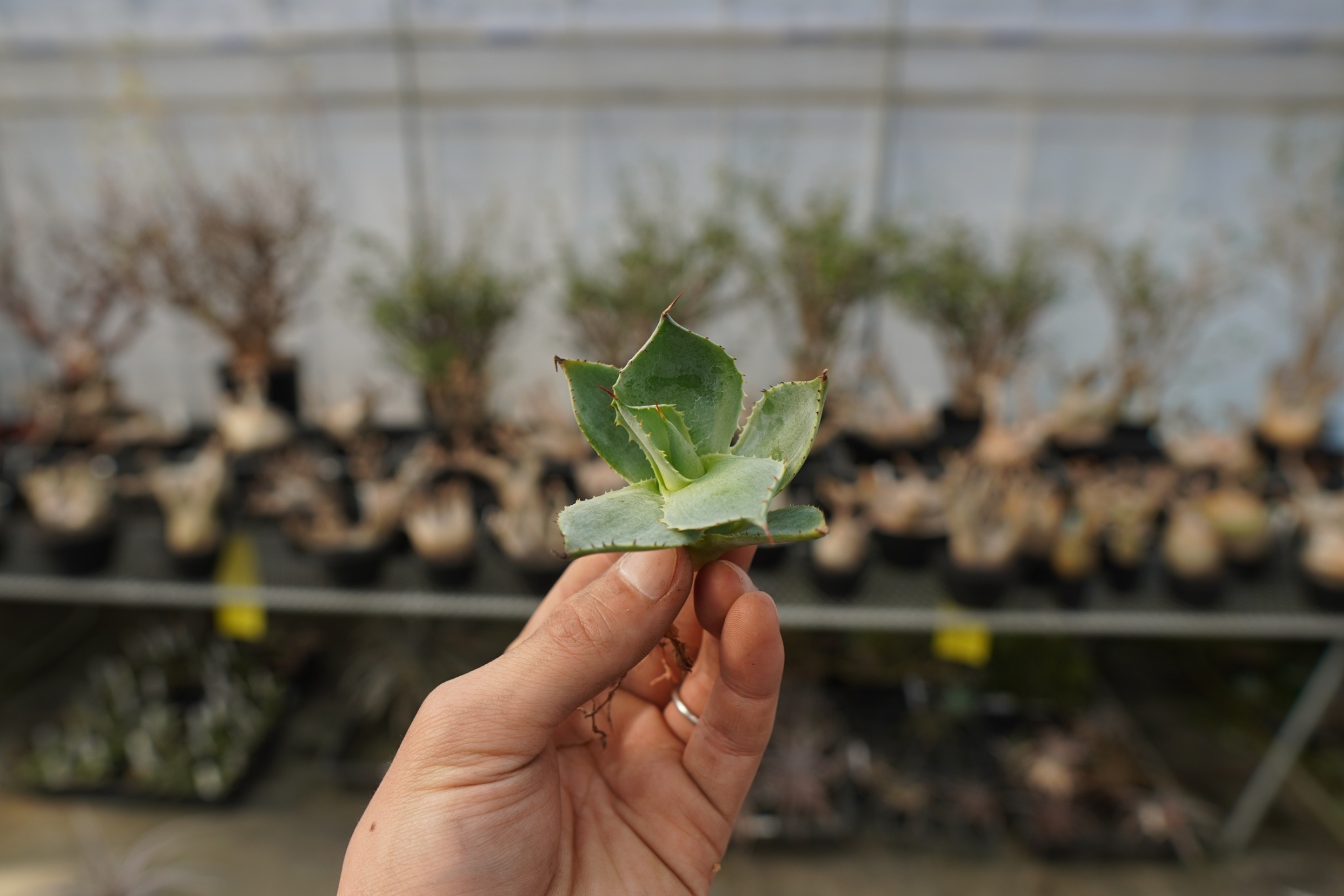 アガベ ポタトラム トレードウィンズ Agave potatorum Tradewinds N アガベ ポタトラム トレードウィンズ Agave potatorum Tradewinds N