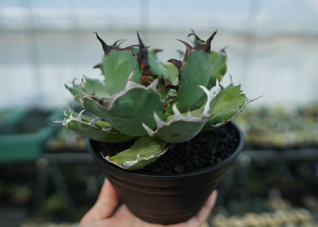 アガベ　チタノタ　黒鯨　Agave titanota black whales　No.2