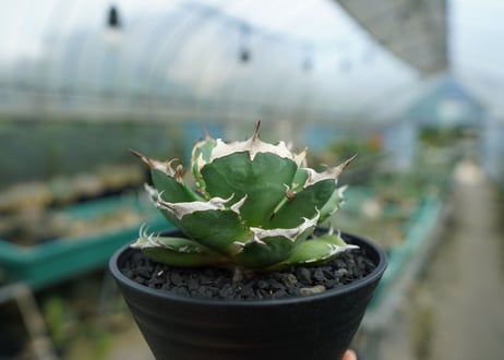 アガベ　チタノタ　鬼爪雪峰  Agave titanota “Onitsume Yukimine No.1