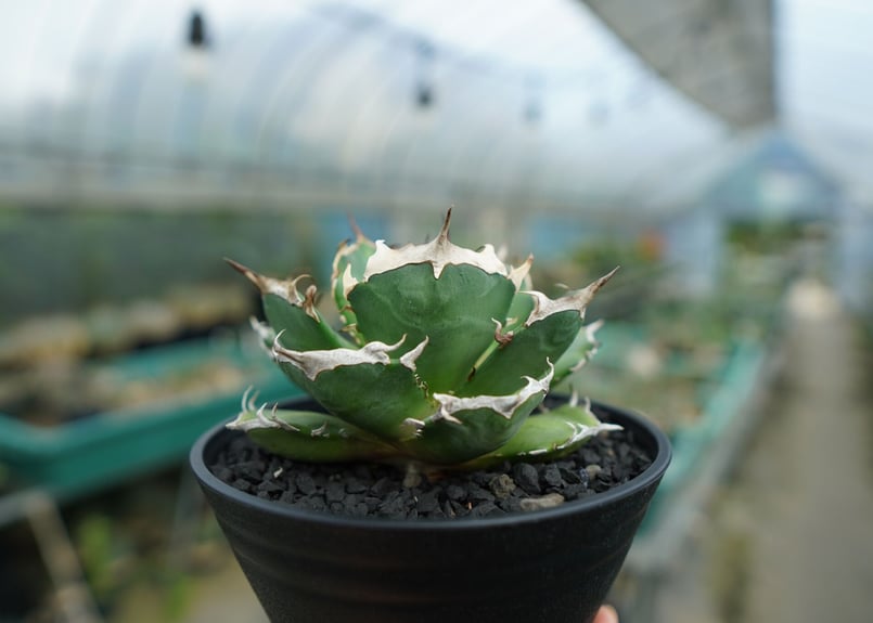 アガベ チタノタ 鬼爪雪峰 Agave titanota “Onitsume Yukimin アガベ チタノタ 鬼爪雪峰 Agave titanota “Onitsume Yukimin