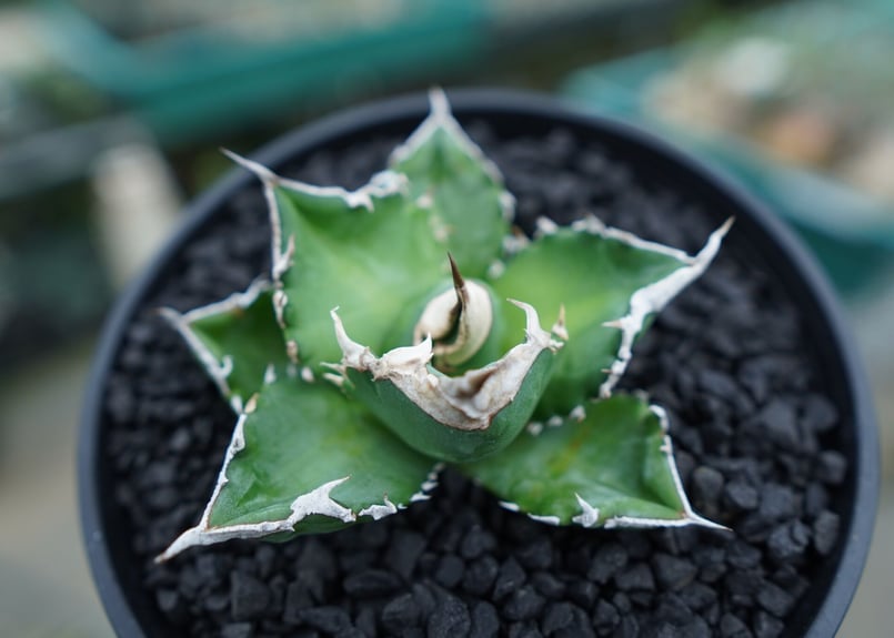 アガベ チタノタ 白火焔 agave titanota white fire No.2 | m アガベ チタノタ 白火焔 agave titanota white fire No.2 | m