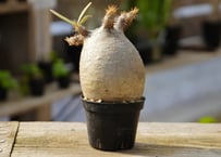 パキポディウム グラキリス トトロフォーム | mana's farm:塊根 パキポディウム グラキリス トトロフォーム | mana's farm:塊根
