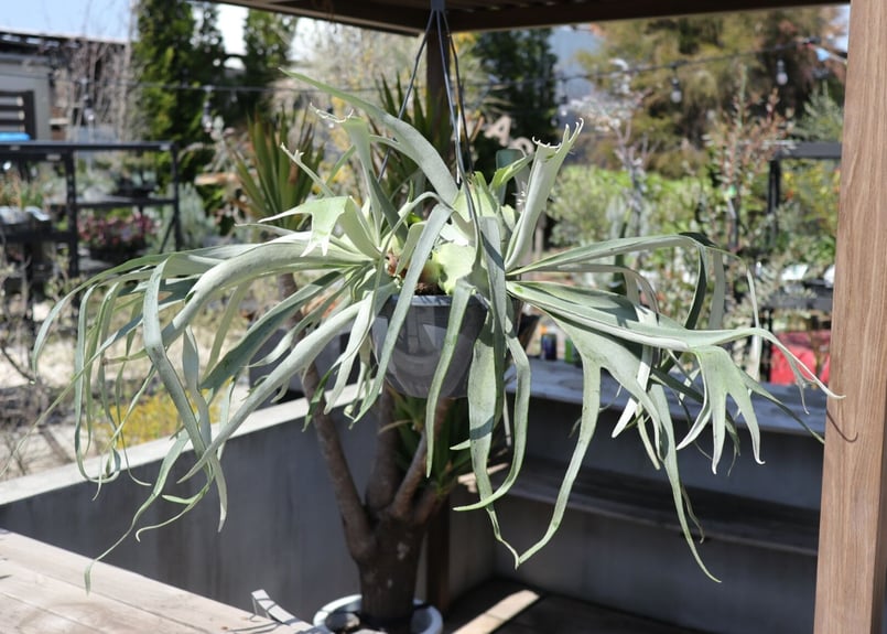 ビカクシダ ヴィーチー《5》 | mana's farm:塊根植物・アガベ・ドライ