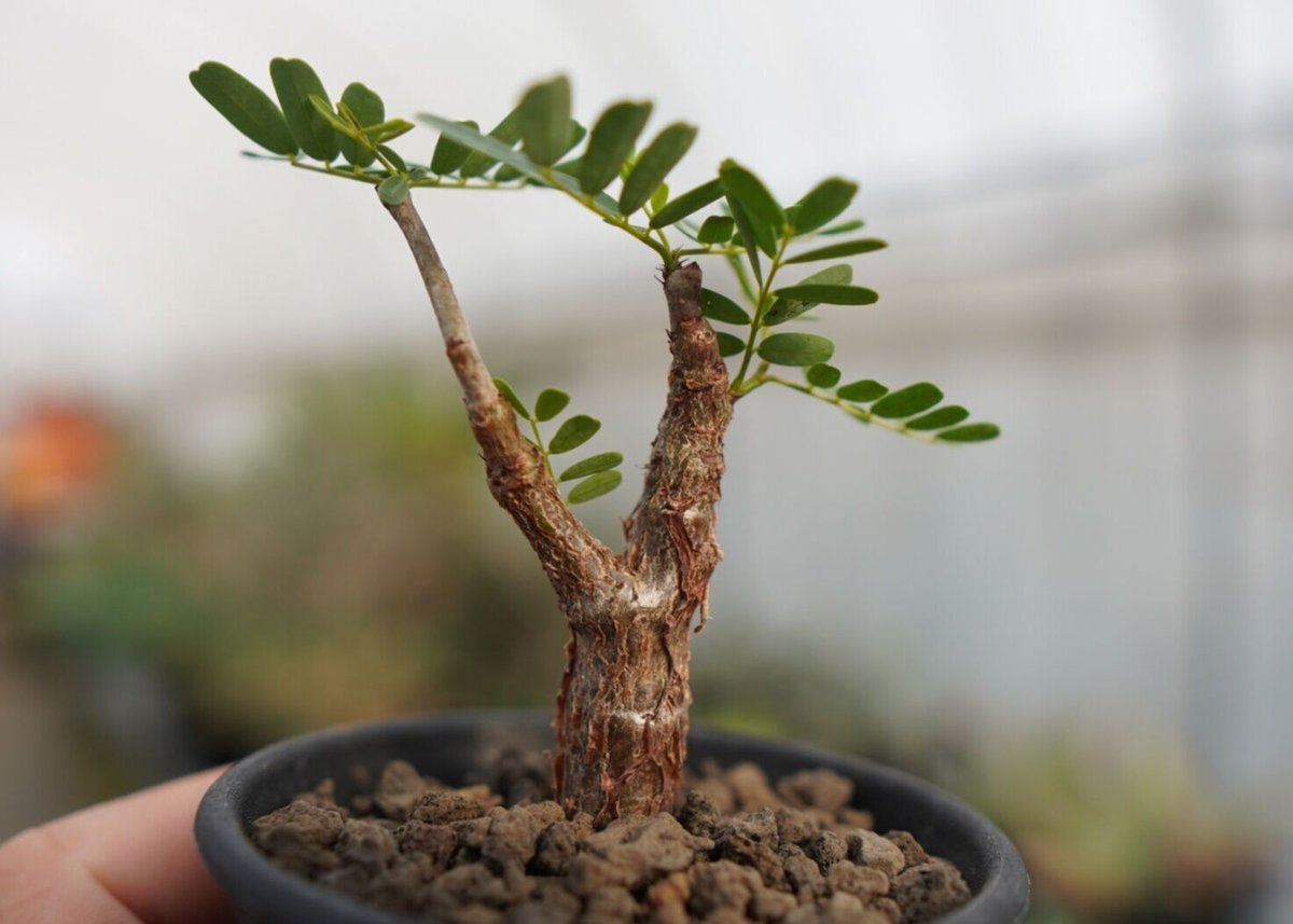 センナメリディオナリス 鉢付き カタチ製作所 コレクション 灌木 塊根植物