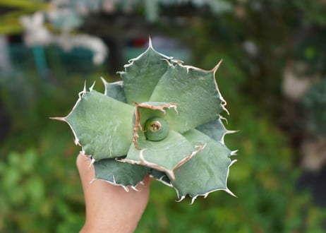 Agave titanota 白鯨 B NO.9
