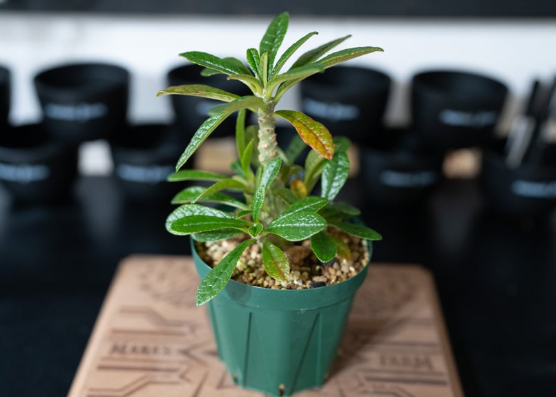 ドルステニア ギガス Dorstenia gigas 沖縄実生 | mana's farm:塊