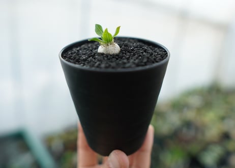 パキポディウム　恵比寿笑い　Pachypodium brevicaule　No.3