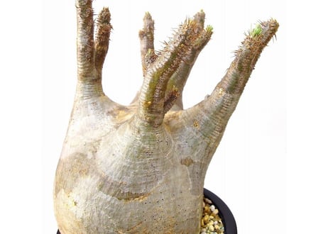 予約済み パキポディウム  グラキリス Pachypodium Gracilius　№6