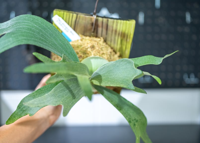 ビカクシダ ビフルカツムホワイト P.bifurucatum white | mana's f