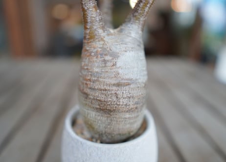 パキポディウム　グラキリス　 Pachypodium Gracilius