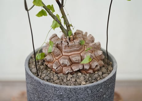 Dioscorea elephantipes