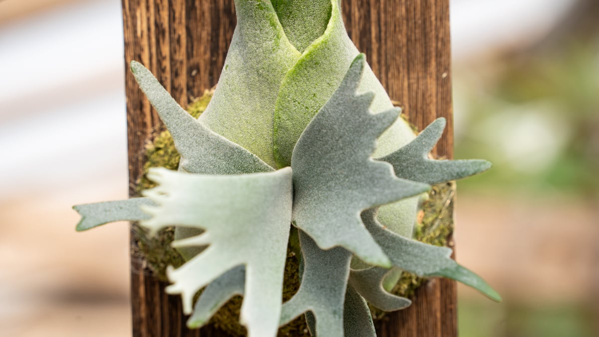 ビカクシダ P.Willinckii Jewel sporeling 2025.3/25〜】板付ビカクシダ P. willinckii 'Jewel' spore