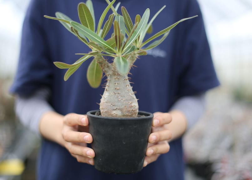 パキポディウムカクチペス　塊根植物 パキポディウム カクチぺス | mana's farm:塊根植物・アガベ・ドライ