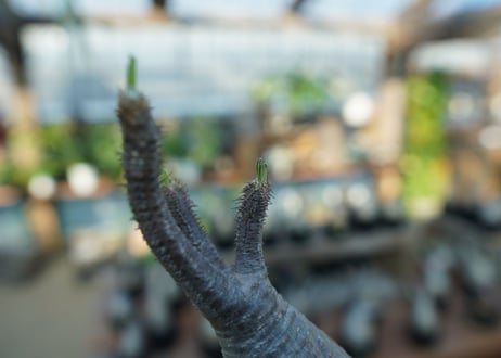 【未発根】パキポディウム　グラキリス　 Pachypodium Gracilius  No.11