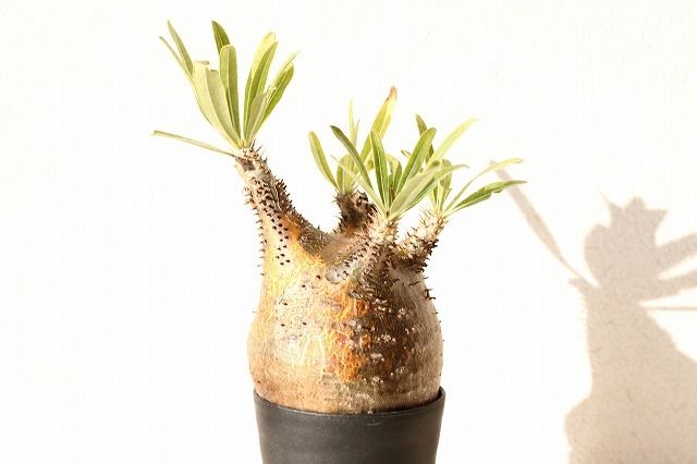 Pachypodium Gracilius パキポディウム グラキリス №10 | man
