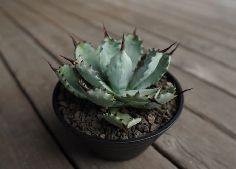 アガベ　マクロアカンサ×ポタトラム　 Agave macroacantha×potatorum
