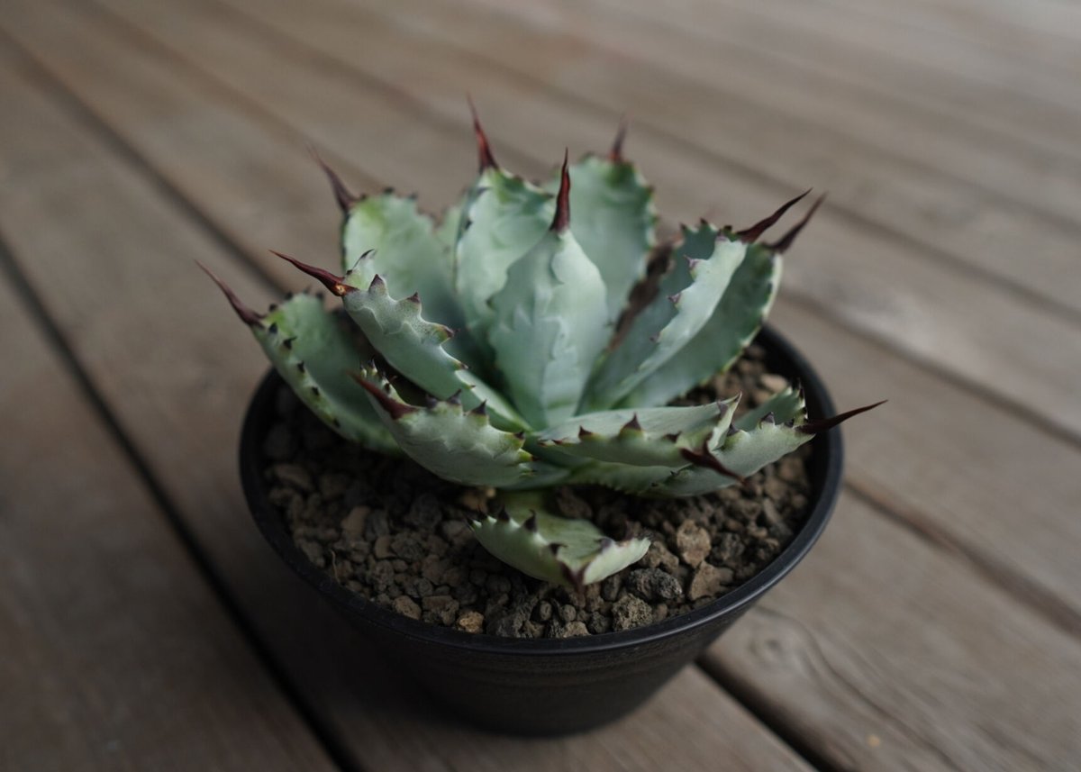アガベ マクロアカンサ×ポタトラム Agave macroacantha×potatorum