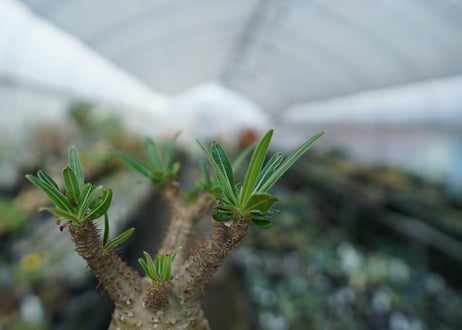 パキポディウム　グラキリス　Pachypodium  Gracilius No.5