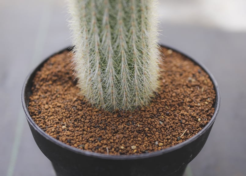 サボテン 白閃 | mana's farm:塊根植物・アガベ・ドライガーデン植物