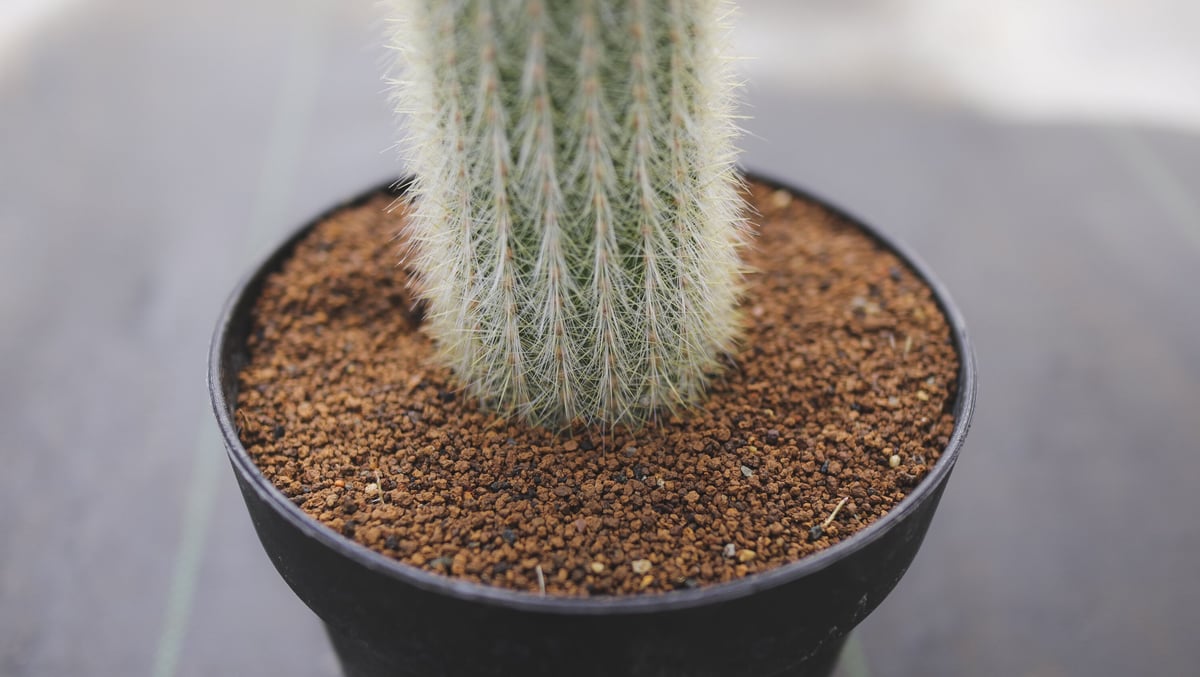 サボテン SABOTEN-ZAURUS (@saboten_zaurus) • Instagram photos and videos