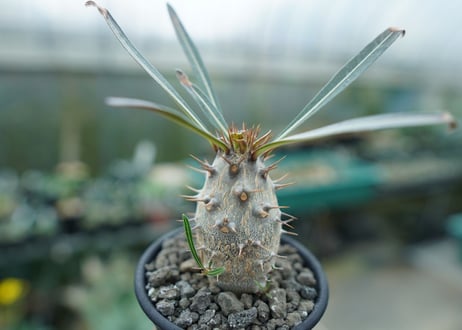 パキポディウム　カクチぺス　Pachypodium cactipes