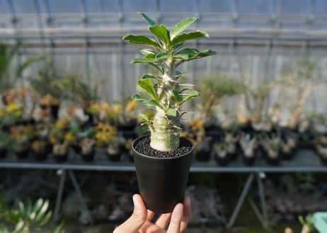 パキポディウム　サンデルシー　Pachypodeium saundersii