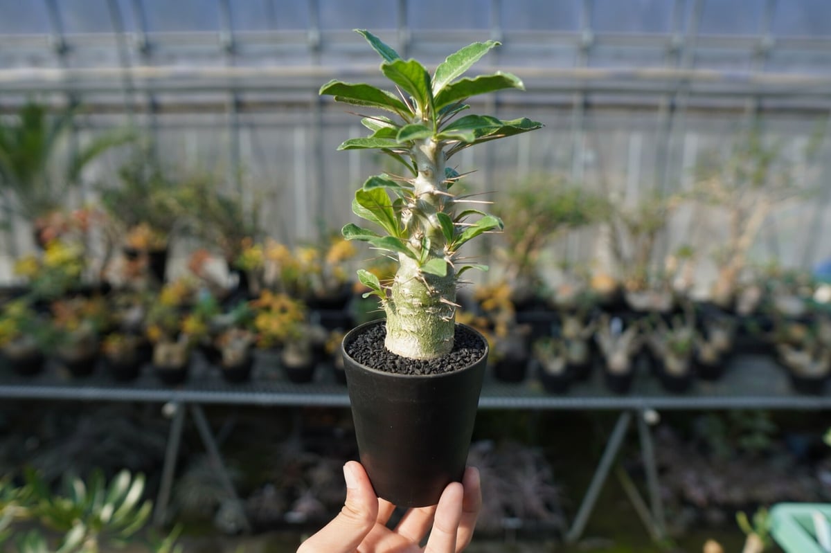 パキポディウム サンデルシー Pachypodeium saundersii | mana's