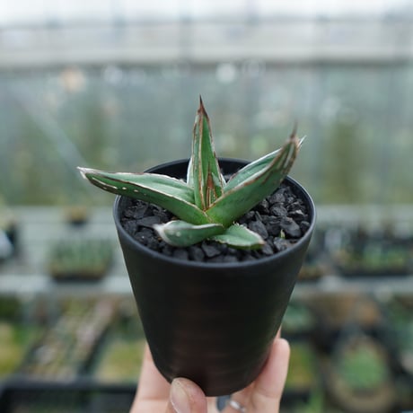 アガベ 　ニッケルシー　大株 アガベ ニッケルシー Agave nickelsiae｜多肉植物図鑑 PUKUBOOK