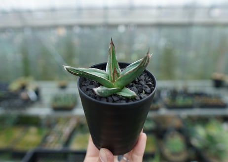 アガベ　ニッケルシー 　Agave nickelsiae
