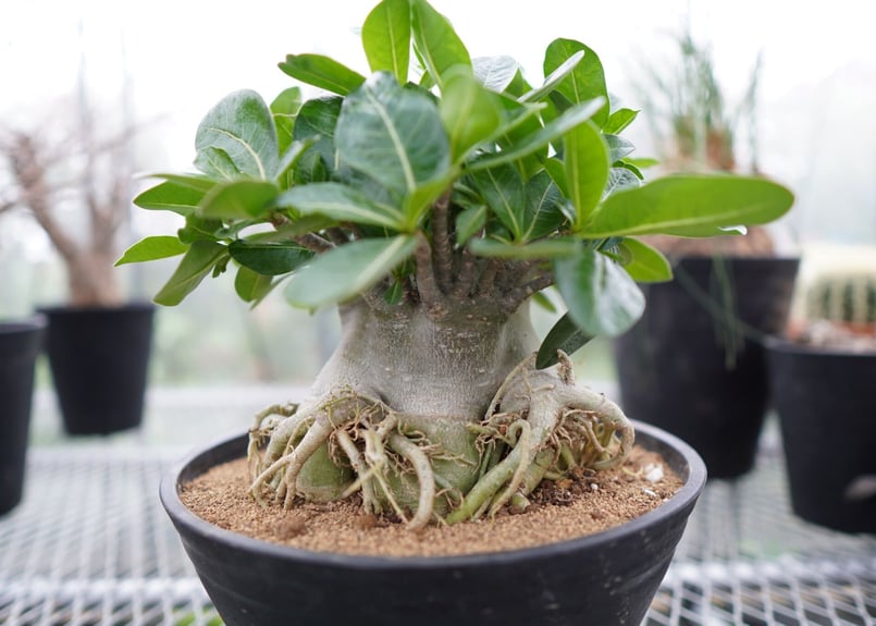 アデニウム アラビカム ラピュタタイプ | mana's farm:塊根植物