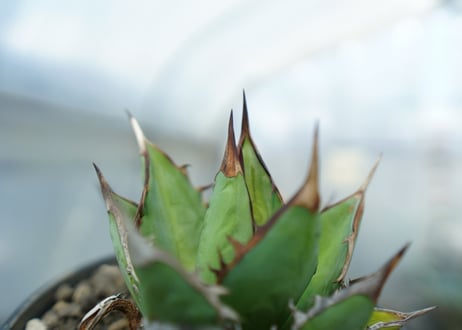 アガベ　チタノタ　剣竜　Agave titanota Kenryu　No.1