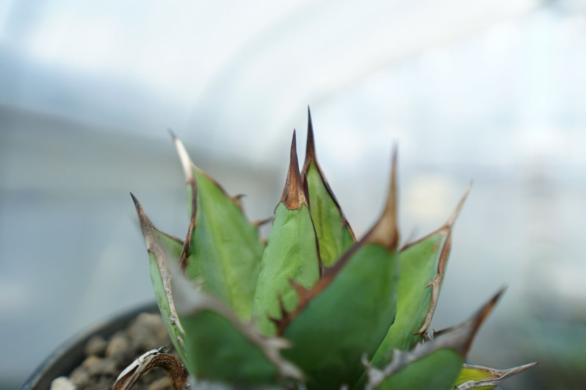 初出し アガベ チタノタ agave titanota 龍玉 -