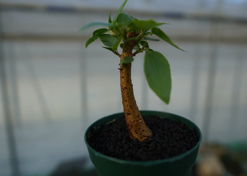 フィカス パルメリー Ficus palmeri | mana's farm:塊根植物・アガベ