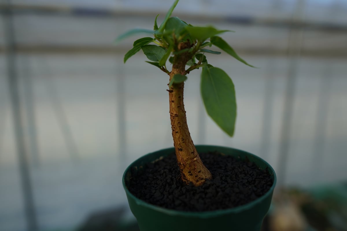 フィカス パルメリー Ficus palmeri | mana's farm:塊根植物・アガベ