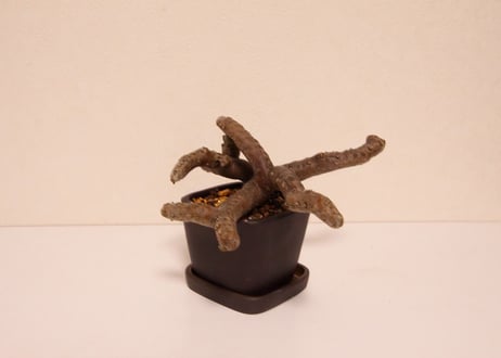 サルコカウロン・ムルチフィズム　Sarcocaulon multifidum