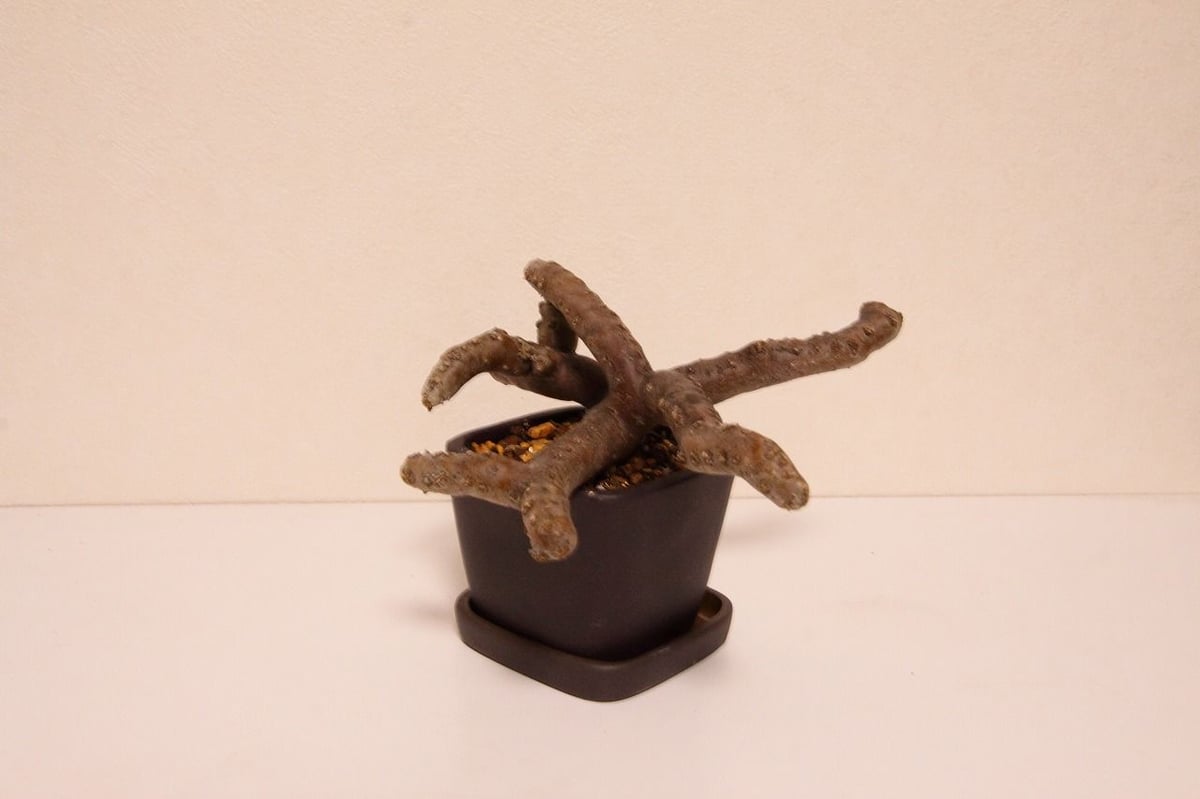 サルコカウロン・ムルチフィズム 現地球 良型株　大株　芽吹良好 サルコカウロン・ムルチフィズム 現地球 良型株 発根管理中 大株 芽吹有り