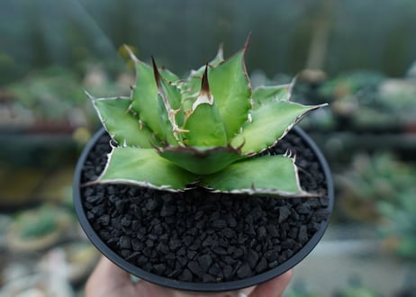 アガベ　チタノタ　Agave titanota　No.10