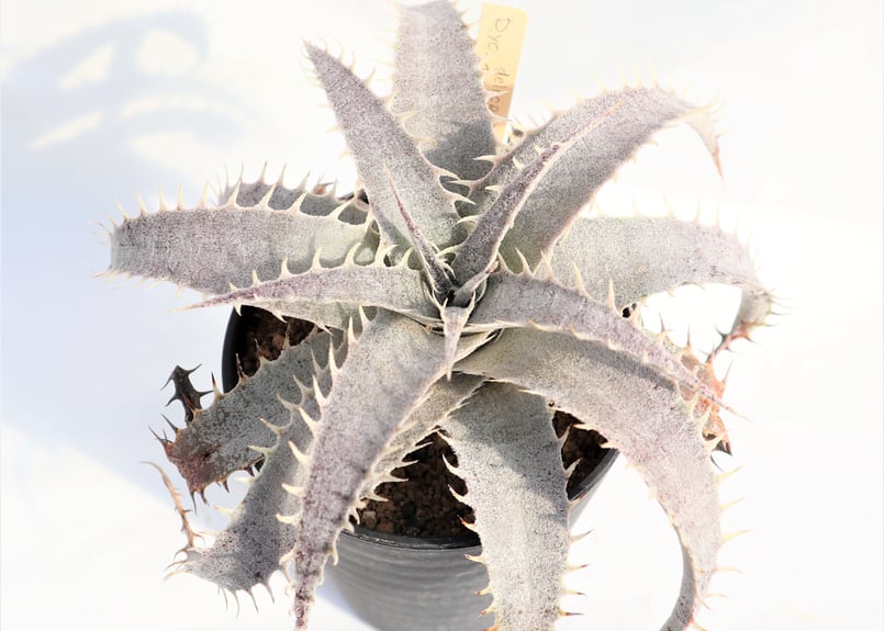 その他多肉植物 Dyckia FXX ディッキア成長記録：Dyckia 'Bone' x