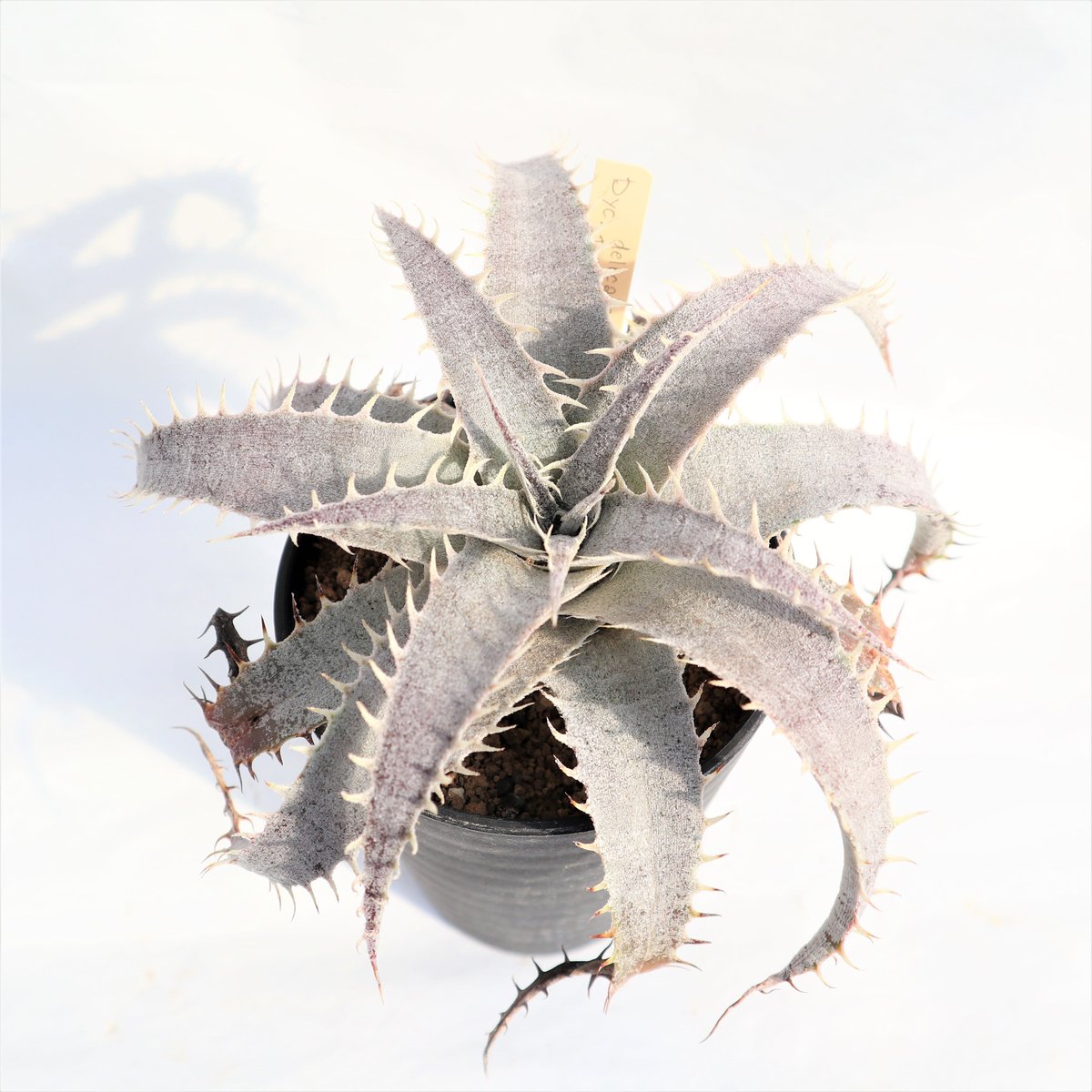 Dyckia delicata GF F1 x T-REX | mana's farm:塊根