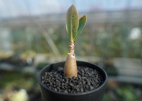 アデニウム　Adenium  No.9
