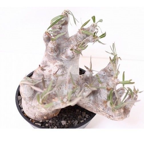 じぇむ　イノピナツム　２点 Pachypodium inopinatum パキポディウム イノピナツム no.2 特選